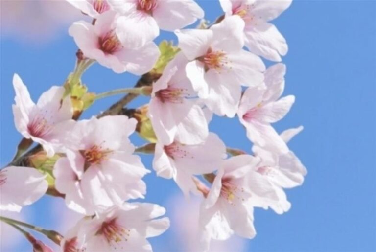 春のスイーツをイメージした、桜の写真